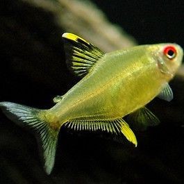 Hyph.pulchripinnis   Citroentetra L